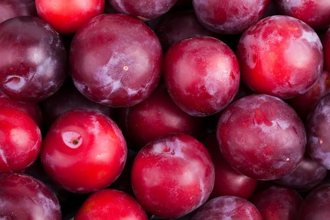 American Red Plum Tree Seeds for Planting, 5 Fruit Seeds Per Packet, (Isla's Garden Seeds), Non GMO & Heirloom Seeds, Botanical Name: Prunus Americana, Great Home Garden Gift