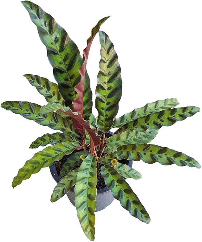 American Plant Exchange Calathea Rattlesnake, Lancifolia, Live Prayer Plant, Small 4-Inch Pot, Air-Purifying Indoor Houseplant, Tropical Home Décor