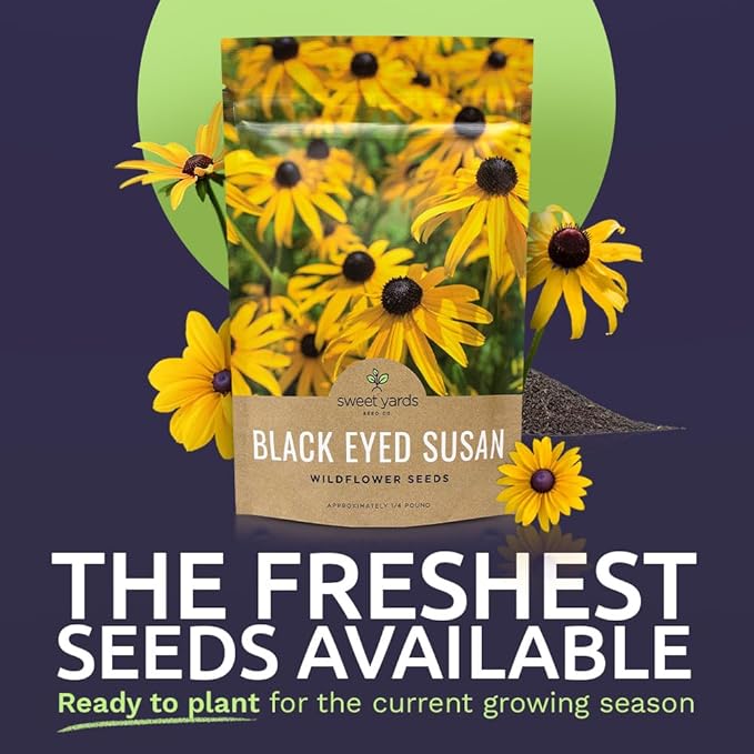 Black Eyed Susan Seeds – Bulk Quarter Pound Bag – Over 400,000 Open Pollinated Non-GMO Wildflower Seeds – Rudbeckia hirta