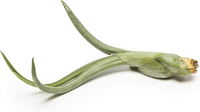 Altman Plants, 12 Air Plant Variety Pack - Small Tillandsia Terrarium Kit - Assorted Species of Live Tillandsia Tropical House Plants for Sale, 2 to 5 Inches Each - Air Plants for Indoor Home Decor