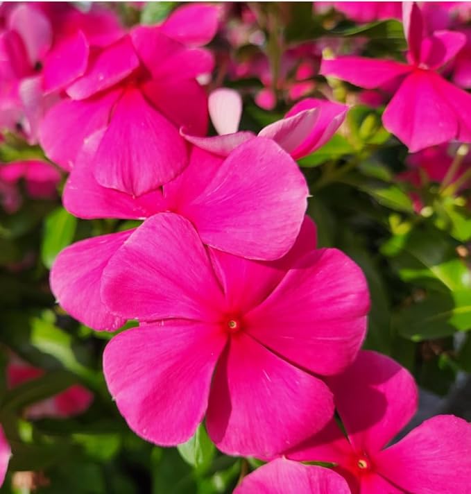 1000+Perennial Vinca Periwinkle Flower Seed for Planting-Non-GMO Heirloom Annual Ground Cover Seeds