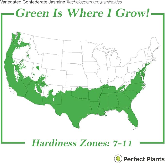 Perfect Plants Variegated Confederate Jasmine Vine Live Evergreen Outdoor Planting Creeping & Climbing Habit for Fences, Trellis, or Arbor, 3 Gallon Pot, Fragrant White Flowers