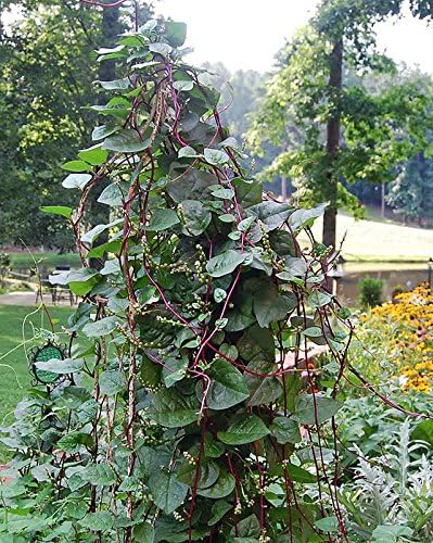 30 Malabar Red Stem Spinach Seeds Herb Heirloom Non-GMO Phooi Leaf, Red Vine, Alugbati, Vietnamese, from USA