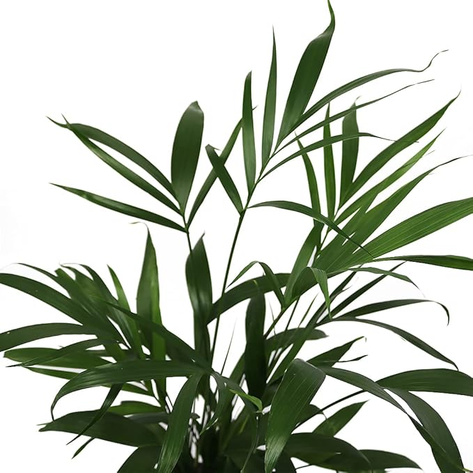 American Plant Exchange Cat Palm Live Indoor or Outdoor Plant, 6" Pot, Top Air Purifier