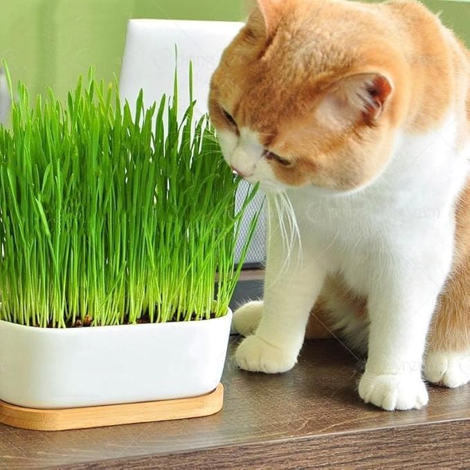 Cat Grass Growing Medium - Provide Your Cat with a Fun and Healthy Source of Greens - 10 QUARTS