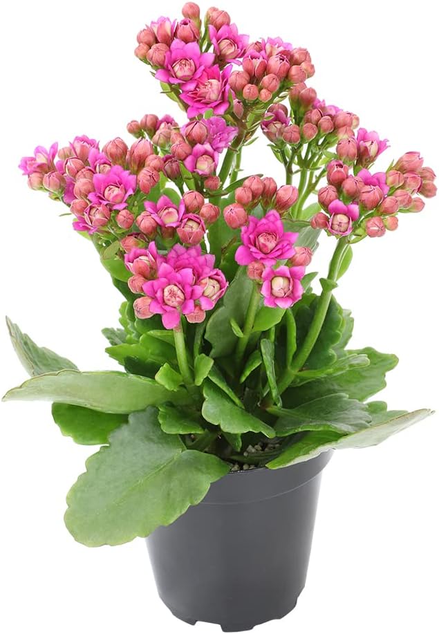 Kalanchoe Live Succulents Plants Live Flowers (3 Pack), Kalanchoe Plant Live Succulent Plants, Kalanchoe Plants Live Indoor Plants Live Houseplants, Fresh Flowers for Delivery Prime by Plants for Pets