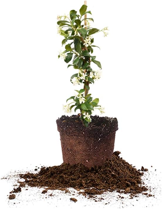 Perfect Plants Confederate Jasmine Live Plant, 1 Gallon Pot, Includes Care Guide