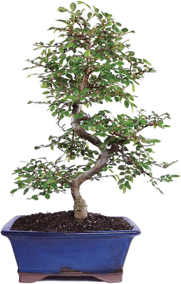 Brussel's Bonsai Live Chinese Elm Bonsai Tree, Outdoor - Medium, 7 Years Old, 8 to 10 inches Tall - Includes Decorative Ceramic Bonsai Pot