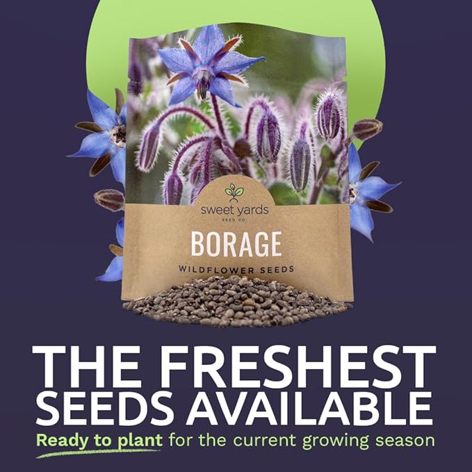 Borage Seeds – Extra Large Packet – Over 1,200 Open Pollinated Non-GMO Wildflower Seeds – Borago officianalis
