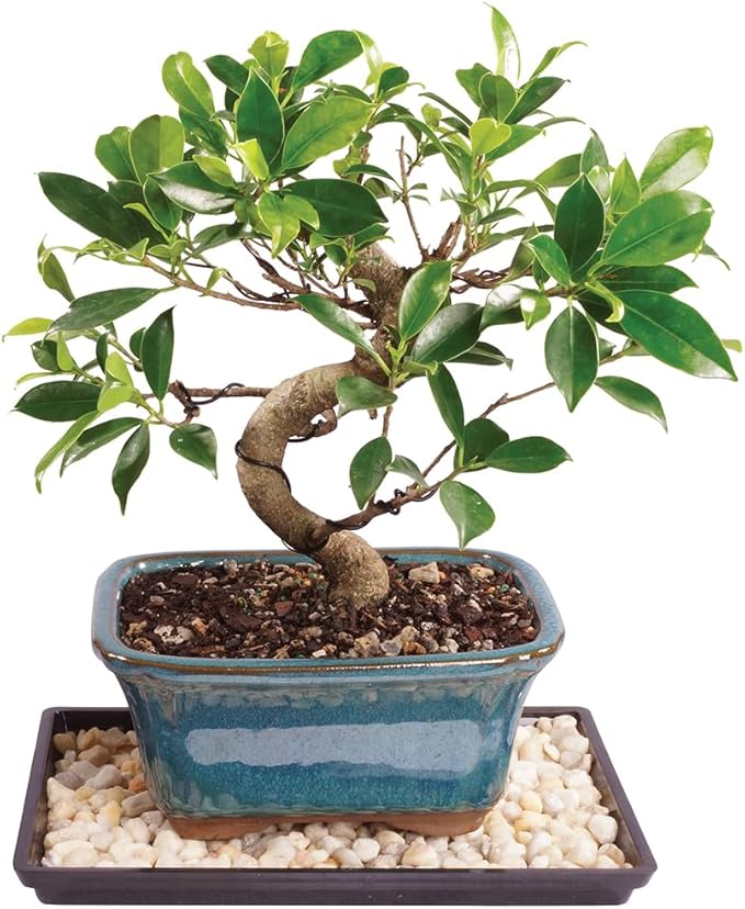 Brussel's Bonsai Live Golden Gate Ficus Indoor Bonsai Tree - Small, 4 Years Old, 5 to 8 In - Live Bonsai Tree in Ceramic Bonsai Pot with Humidity Tray