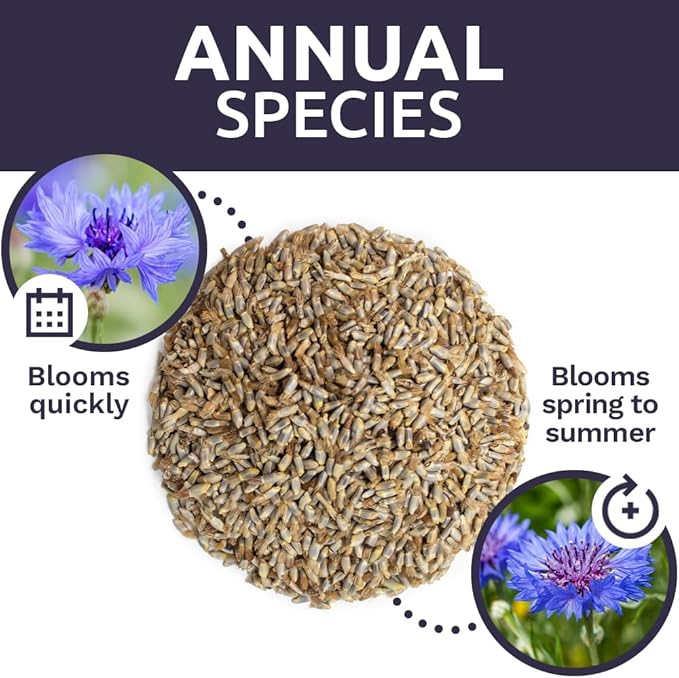 Blue Cornflower Seeds – Bachelor Buttons – Bulk Quarter Pound Bag – Over 20,000 Open Pollinated Non-GMO Wildflower Seeds – Centaurea cyanus