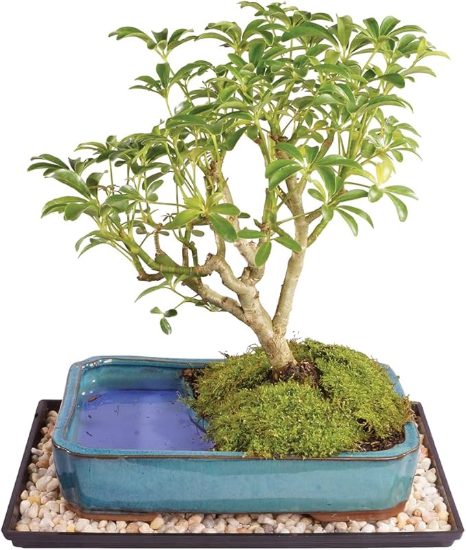 Brussel's Bonsai Live Hawaiian Umbrella Bonsai Tree - Medium, 5 Year, 6 to 10 Inches - Indoor Bonsai Tree with Water Bonsai Pot and Bonsai Tray