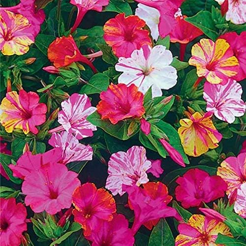 Seeds Four O'clock Marvel of Peru Mirabilis Mix Annual Non GMO Flowers for Planting