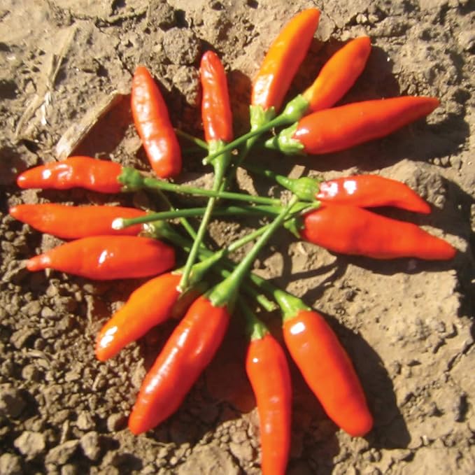 Burpee Tabasco Hot Pepper Seeds 30 seeds