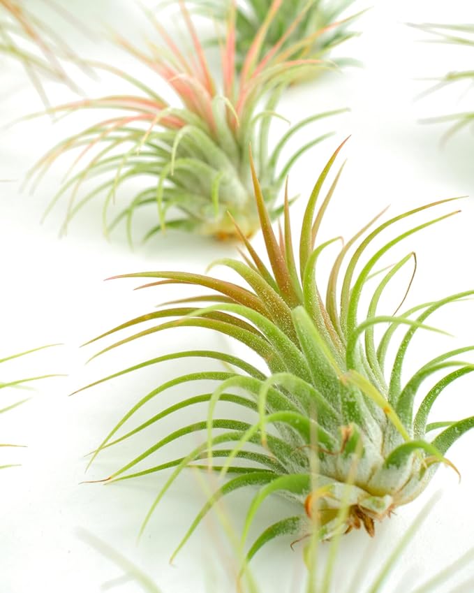 Shop Succulents Ionantha Tillandsia Air Plants, Assorted Mini Live Indoor Plants for Home Decor & Gifts, Low Maintenance, Natural Air Purifier, Hanging Plants, Favors, Terrarium Plants, Pack of 20