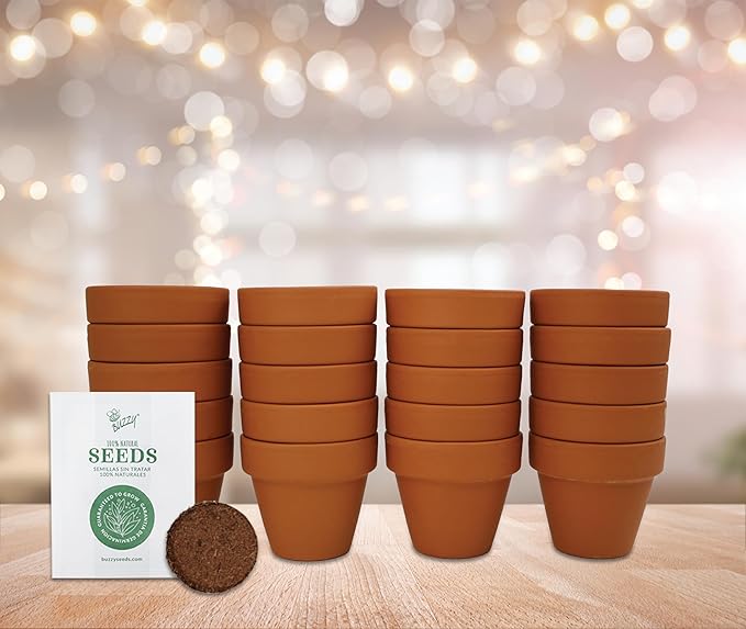 BUZZY Seeds Spruce Terracotta Mini Grow Pots | Tree Starter Kit for Kids & Adults | Bulk 20-Pack | Guaranteed to Grow | Best Indoor Grow Your Own Gardening Gift | Craft & Classroom Projects