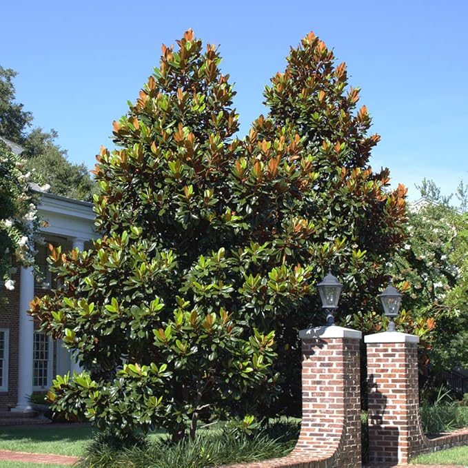 Perfect Plants Little Gem Magnolia Live Plant, 2-3', Includes Care Guide