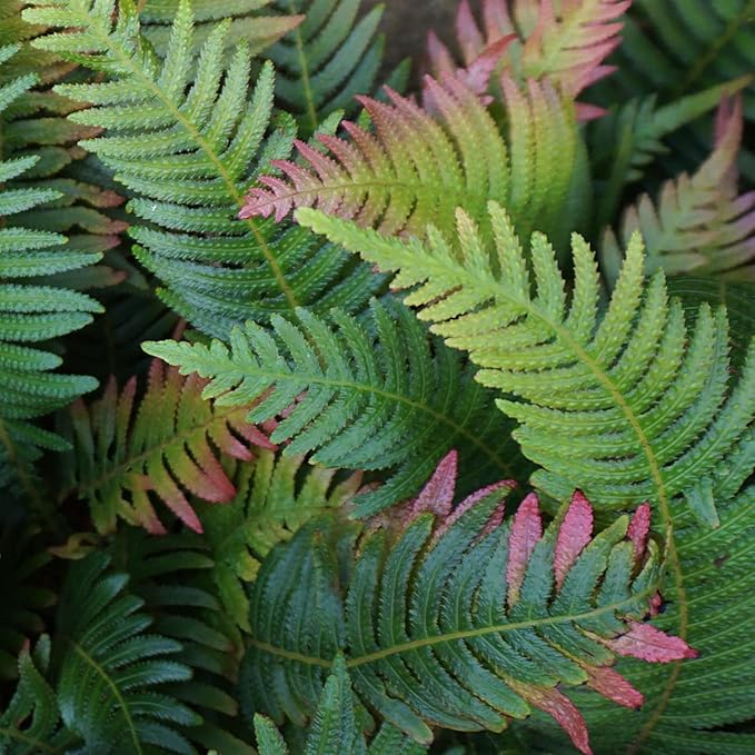 Autumn Fern Plants Live Outdoor Plants, Fern Plant Live Plants Outdoor Live Fern Potting Soil, Landscape Edging Perennial Plants for Shade, Outdoor Plants Live Ferns for Outdoors by Plants for Pets
