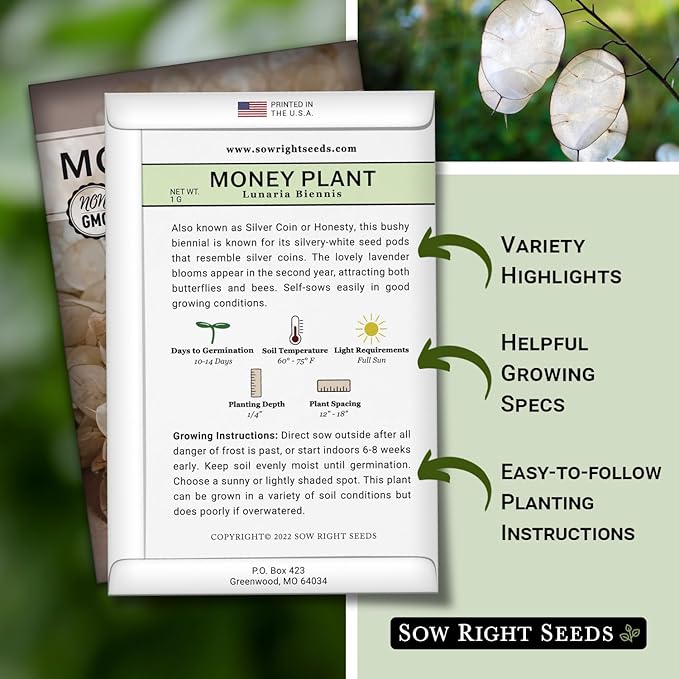 Sow Right Seeds - Money Plant Seeds - Honesty or Silver Coin Plant - Non-GMO Heirloom Seeds - Indoor or Outdoor - Full Instructions for Planting and Growing a Flower Garden - Great Gardening Gift (4)