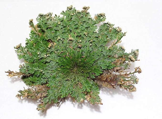 Incense Garden Rose of Jericho Flower The Resurrection Plant (6 Roses)