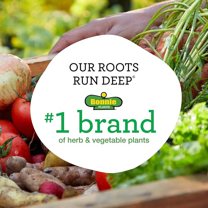 Bonnie Plants Bee Balm, 19.3 oz, 4-Pack, Live Plants