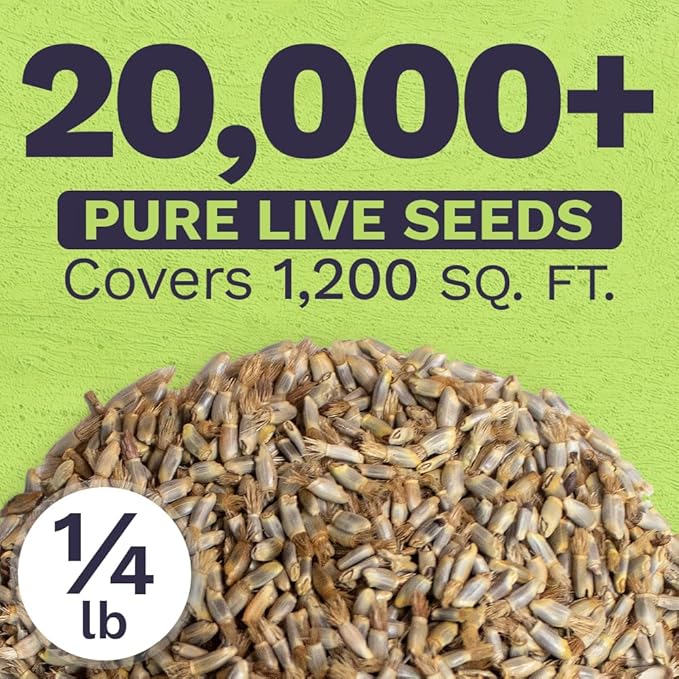 Blue Cornflower Seeds – Bachelor Buttons – Bulk Quarter Pound Bag – Over 20,000 Open Pollinated Non-GMO Wildflower Seeds – Centaurea cyanus