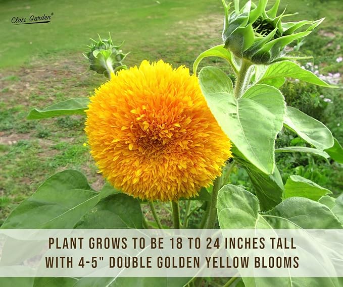 Sunflower Seeds - Teddy Bear - 50 Seeds - Heirloom, Non-GMO, USA Grown, Excellent for Pollinators, Annual, Deer Resistant - Sunflower Seeds for Any Home Garden