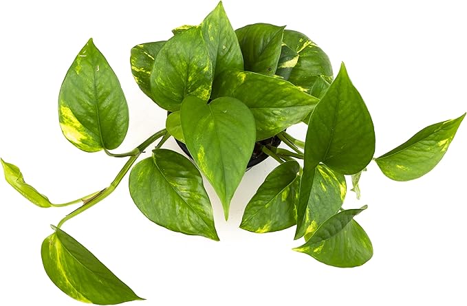 Altman Plants Golden Pothos Plant Live House Plant Live Plants, Trailing Plants Live Houseplants, Golden Pothos Live Plant Houseplant, Live Pothos Devils Ivy Live Plant Vine Money Plant Indoor Plants