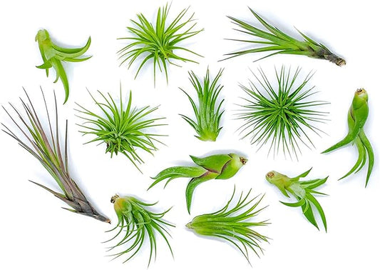 Altman Plants, 12 Air Plant Variety Pack - Small Tillandsia Terrarium Kit - Assorted Species of Live Tillandsia Tropical House Plants for Sale, 2 to 5 Inches Each - Air Plants for Indoor Home Decor