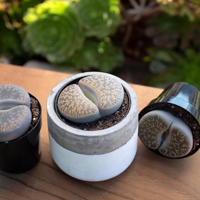Altman Plants Giant Living Stones Succulents (4PK) XL Lithops Live Plants & Real Succulents, Pet Safe Plants & Live Succulent Plants, 2.5" Pots, Pet Friendly Plants, Live Plants in Succulent Soil Mix