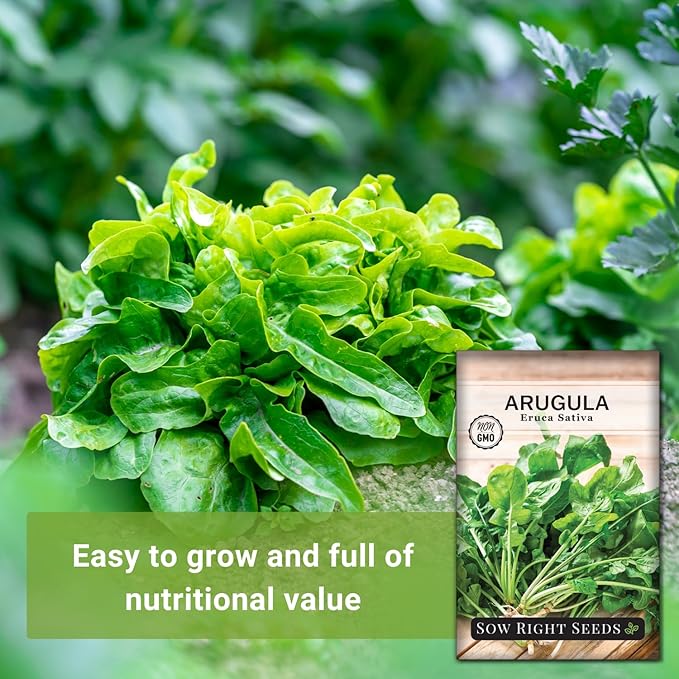 Sow Right Seeds - Arugula Seeds for Planting - Non-GMO Heirloom Seeds with Instructions to Plant a Home Vegetable Garden - Indoors, Hydroponics or Outdoors - Salad Greens - Grow Kitchen Herbs (3)