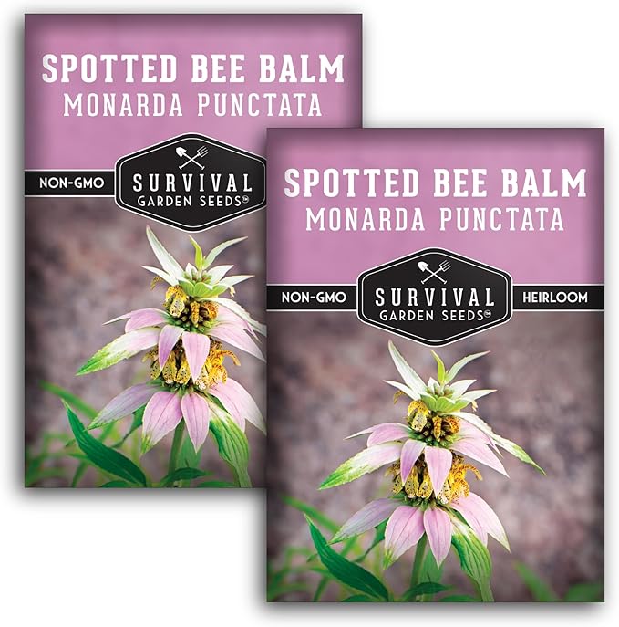 Survival Garden Seeds - Spotted Bee Balm Seed for Planting - 2 Packs with Instructions to Plant & Grow Monarda Punctata Your Home Herb Garden - Dotted Mint Wildflower Non-GMO Heirloom Variety