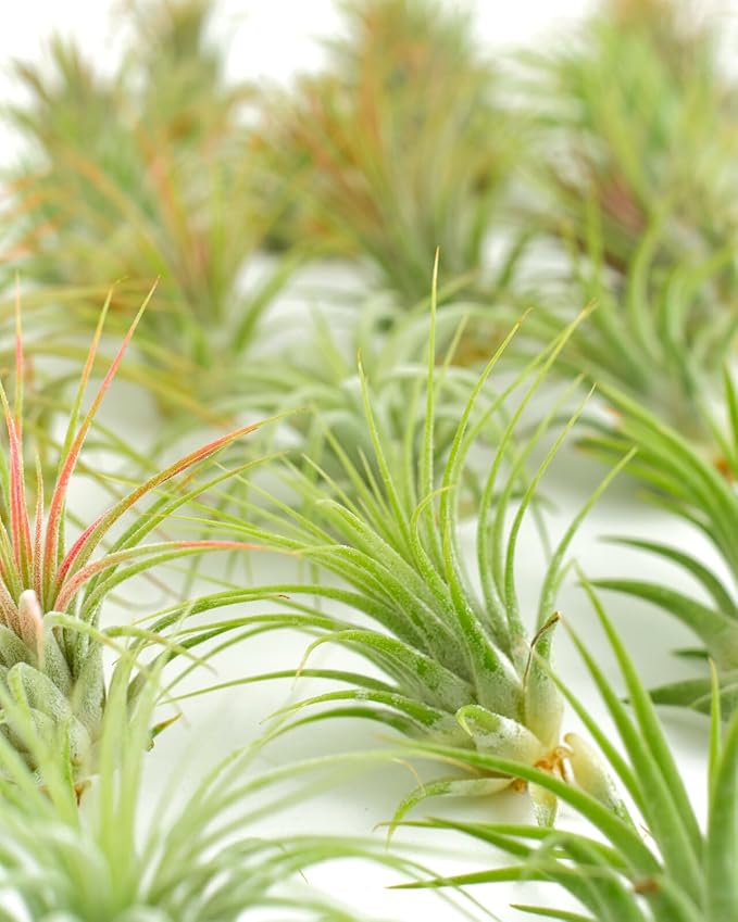 Shop Succulents Ionantha Tillandsia Air Plants, Assorted Mini Live Indoor Plants for Home Decor & Gifts, Low Maintenance, Natural Air Purifier, Hanging Plants, Favors, Terrarium Plants, Pack of 100