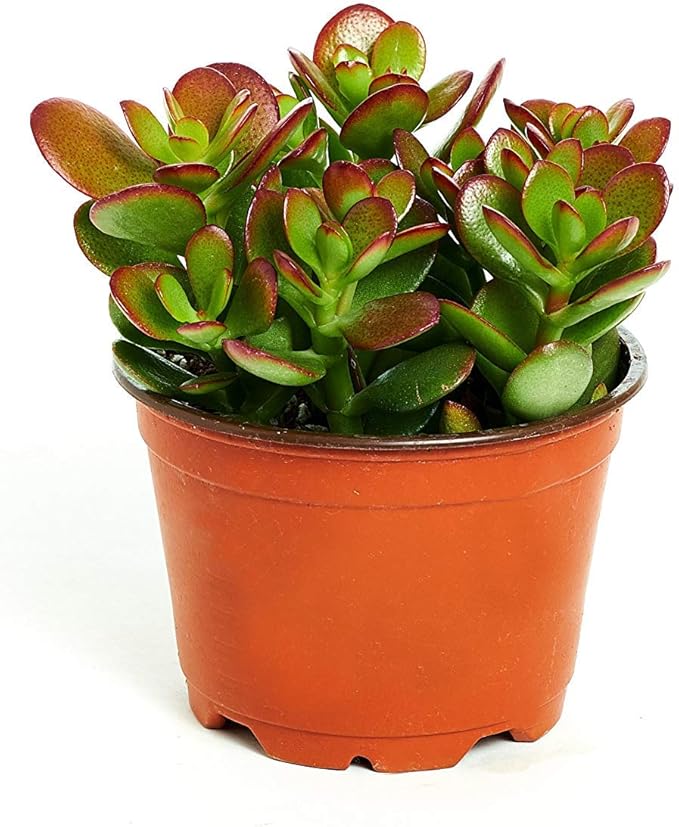 Shop Succulents | Crassula Ovata 'Jade Live House Plant, Hand Selected for Health, Size & Readiness in 4" Grower Pot,