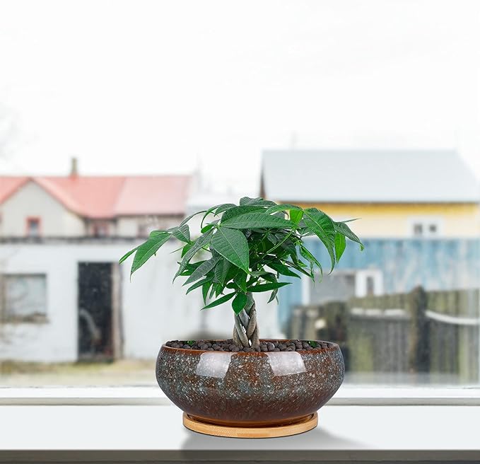 8 Inch Ceramic Bonsai Planter Pot, Glazed Shallow Succulent Planter with Drainage Hole and Bamboo Saucer for Indoor Plants, Brown