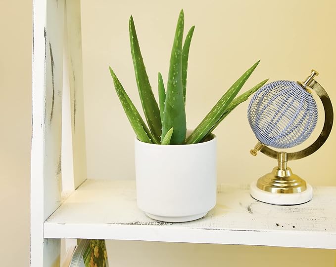 Aloe Vera Plant Live Succulent Plants, Live Aloe Vera Plant Succulents, Live Aloe Plant in Aloe Plant Pot, Aloe Plants Live Indoor Plants, Live Aloe Vera Plant Indoor House Plants by Plants for Pets