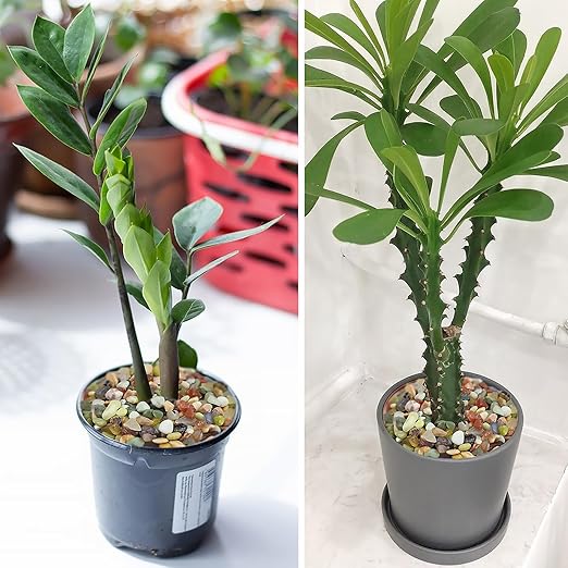 20LB Colorful Pebbles for Succulent, 3/8 Inch Natural River Rocks for Plants, Natural Decorative Polished Pebbles for Cactus,Vases, Planters,Outdoor Gardening and Indoor Plants