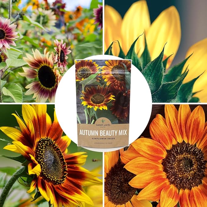 Autumn Beauty Sunflower Seeds – Bulk 1/4 Pound Bag – Over 5,000 Open Pollinated Non-GMO Wildflower Seeds – Helianthus annus – Beautiful Shades of Gold, Bronze, Yellow, and Purple