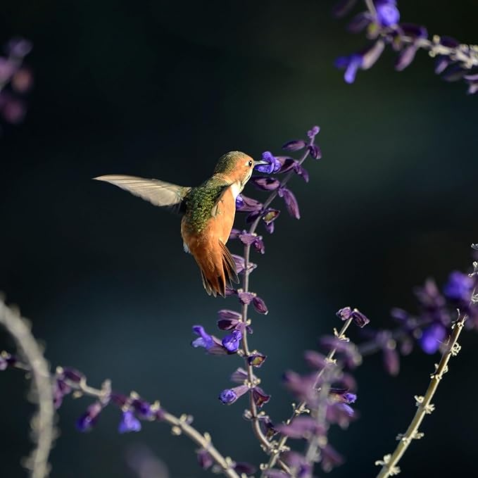 Hummingbird and Butterfly Wildflower Seed Mix, Covers 325 Sq Ft, 23 Flower Varieties, Over 60,000 Seeds - Created By Nature