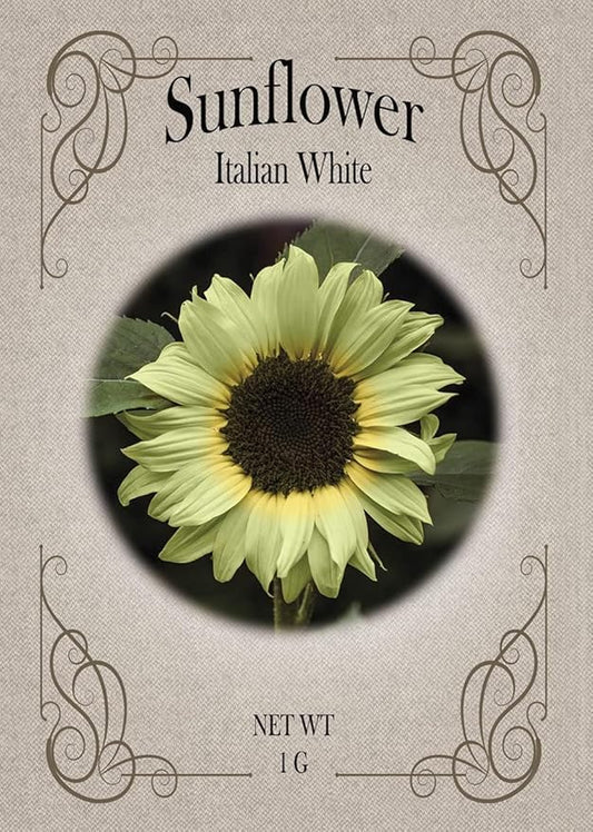Black Duck Brand Set of Flower Seed Packets! Flower Seeds in Bulk - Great for Creating The Garden of Your Dreams! (50, Italian White Sunflower)