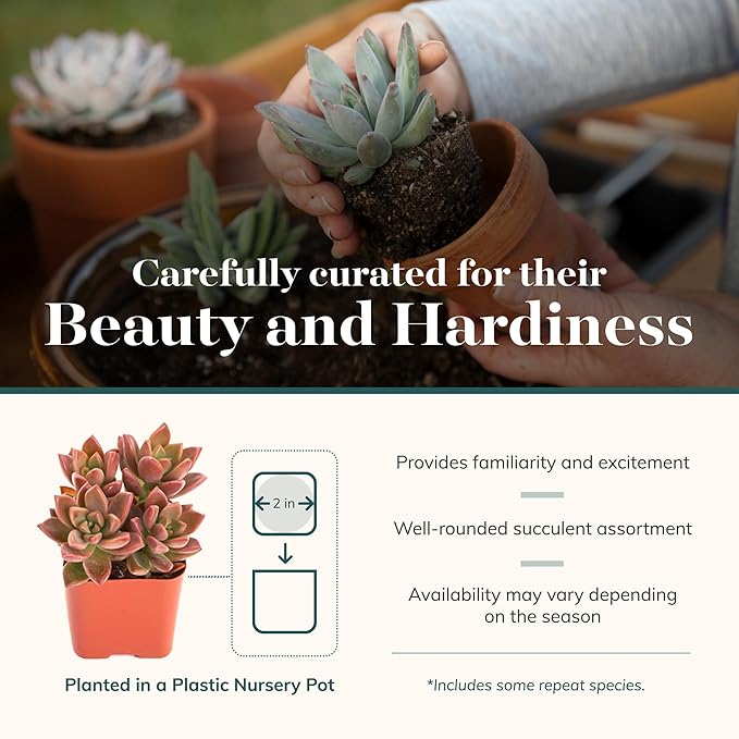 Shop Succulents Assorted Succulent Plant Pack Collection - Live Mini Succulent Plants, Low Maintenance, Mixture of Colors & Textures - Wedding and Party Favors, Gift & Garden, Pack of 10