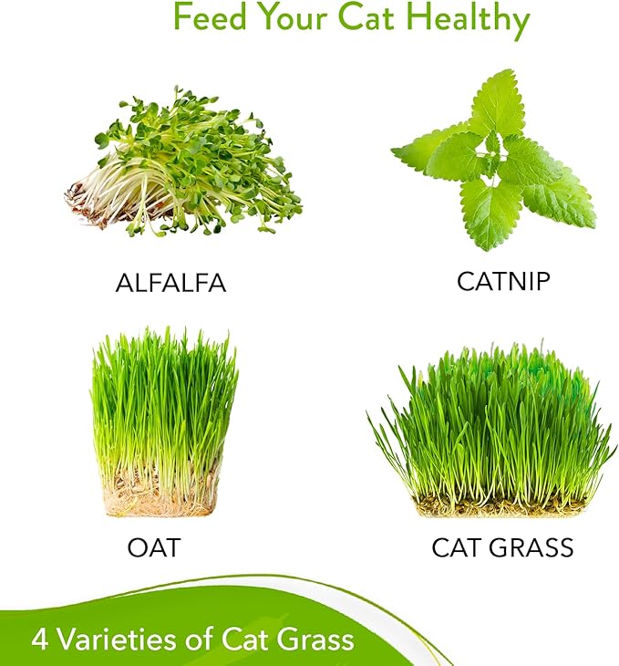 HOME GROWN 3200+ Cat Grass β π‘π’π‘-ππ π’ π¨π¦π Grown Catnip, Alfalfa, Oat, Cat Grass Mix β Indoor Cat Grass Kit Refill β High-Germination Pet Grass for Hairball Relief & Digestion