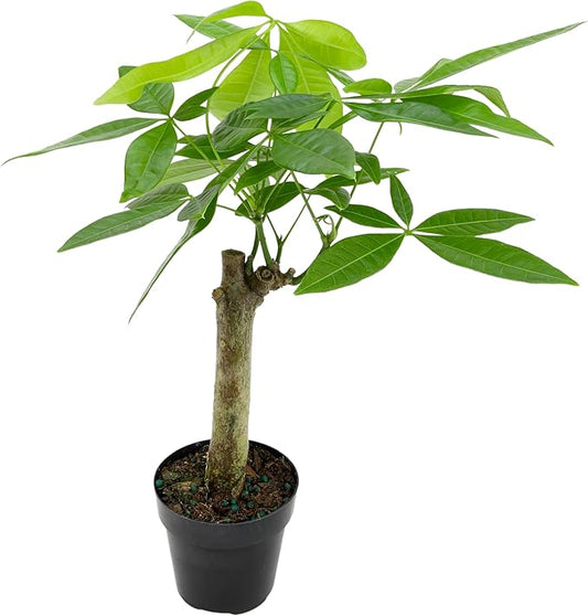 Live Money Tree Plant, Pachira Aquatica Money Tree, Feng Shui Money Tree Pachira Aquatica Plant, Pachira Plant Bonsai Tree in Planter Pot With Soil, Plants for Pets, 2.5-inch pot