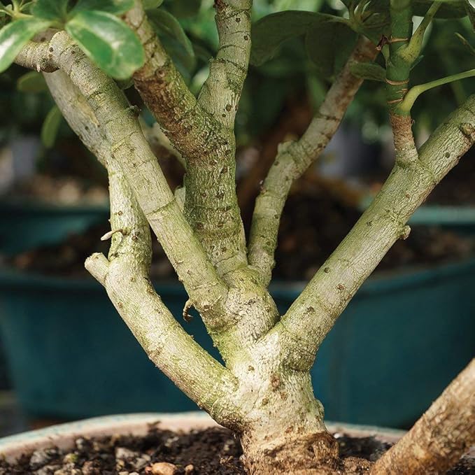 Brussel's Bonsai Live Hawaiian Umbrella Indoor Bonsai Tree - 3 Years Old; 7" to 10" Tall with Decorative Container