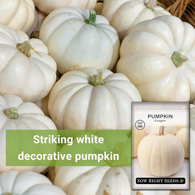 Sow Right Seeds - Casper Pumpkin Seed for Planting - Non-GMO Heirloom Packet with Instructions to Plant a Home Vegetable Garden - Striking White Variety - Autumn Decor or Unique Jack o Lanterns (1)