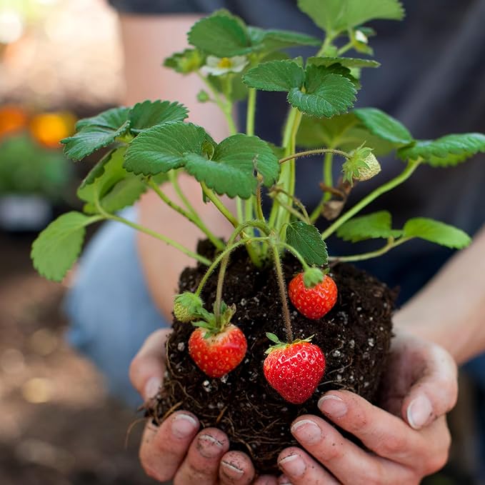 Organic Strawberry Soil Mix 1qt, Indoor Plants Potting Mix for All Potted Strawberry, Grow Healthy houseplants Indoors