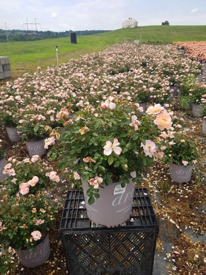 Drift Roses - Rosa Apricot Drift (Rose) Rose, Double Apricot flowers, #2 - Size Container