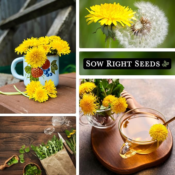 Sow Right Seeds - Common Dandelion Seeds for Planting - Non-GMO Heirloom Packet with Instructions to Grow an Outdoor or Indoor Herb Garden - Herbal Teas & Medicinal Uses - Great for Wildlife (2)