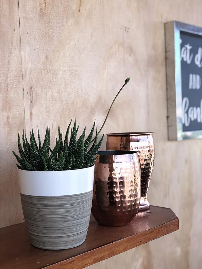 Costa Farms Haworthia Succulents Fully Rooted Live Indoor Plant 6-Inches Tall, in Grower Pot, 3-Pack