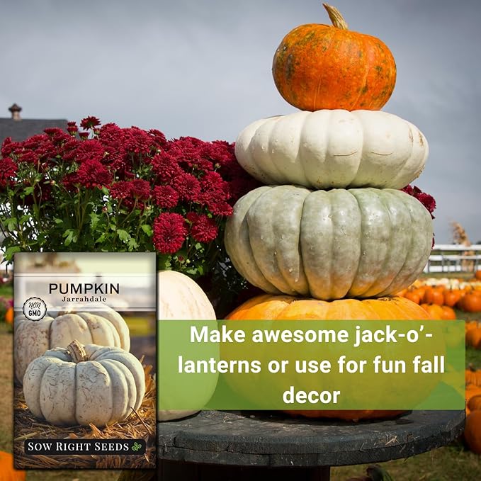 Sow Right Seeds - Jarrahdale Pumpkin Seeds for Planting - Non-GMO Heirloom Packet with Instructions to Plant & Grow an Outdoor Home Vegetable Garden - Unique Grey Blue Variety - Fall Decor (1)